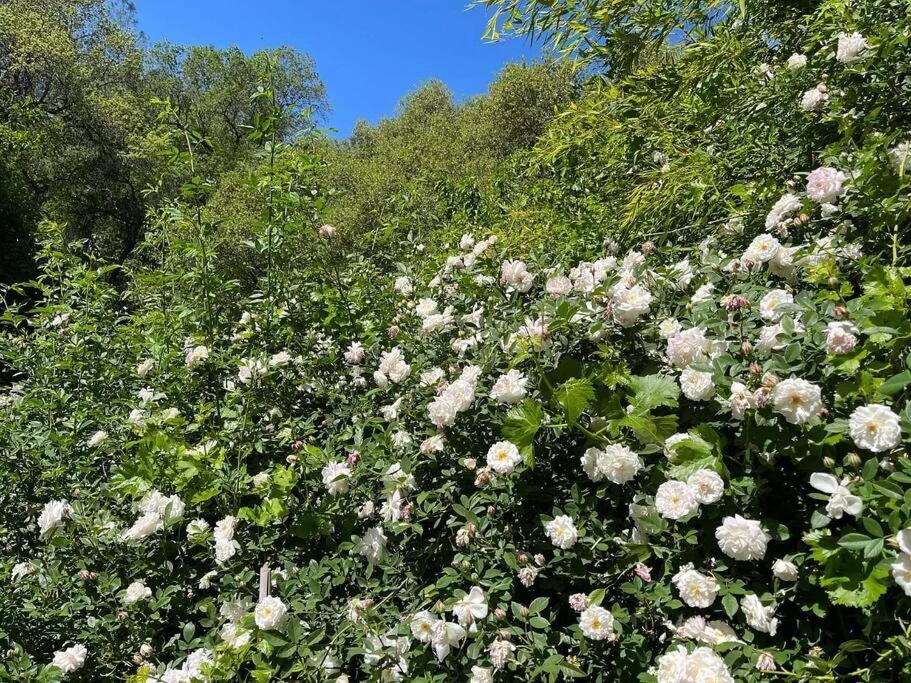 Cozy Private Home, 1 Acre Orchards Near Apple Hill プラサービル エクステリア 写真
